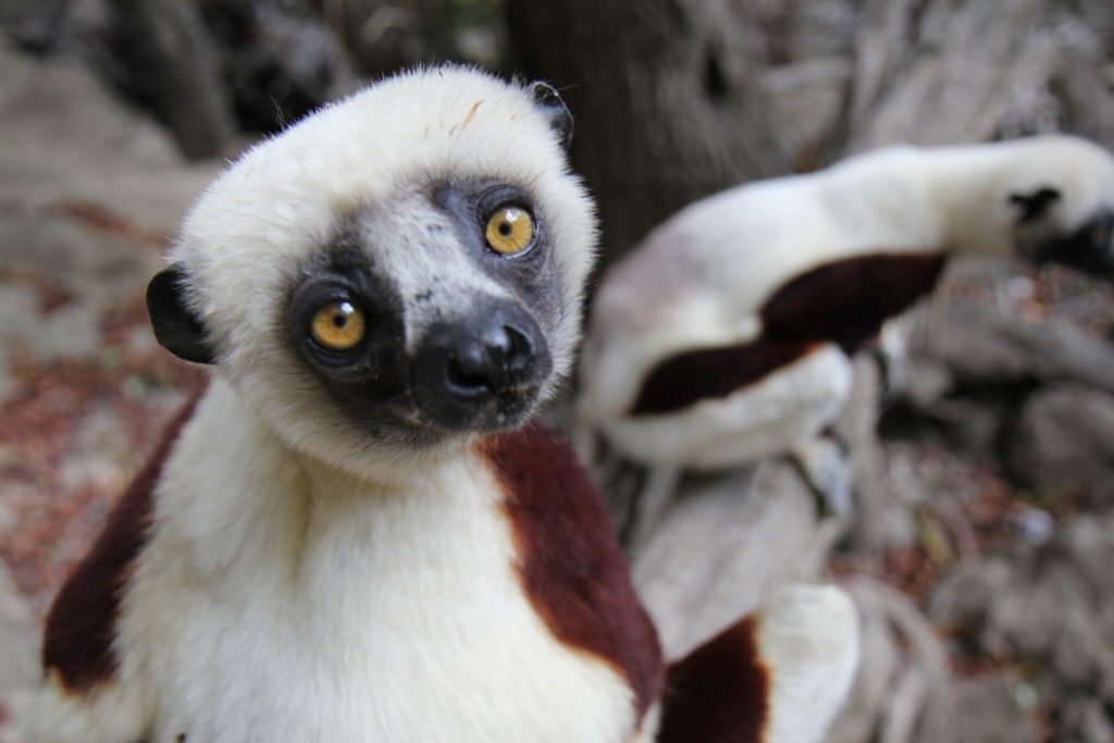 Sifika-Lemur_madagascar