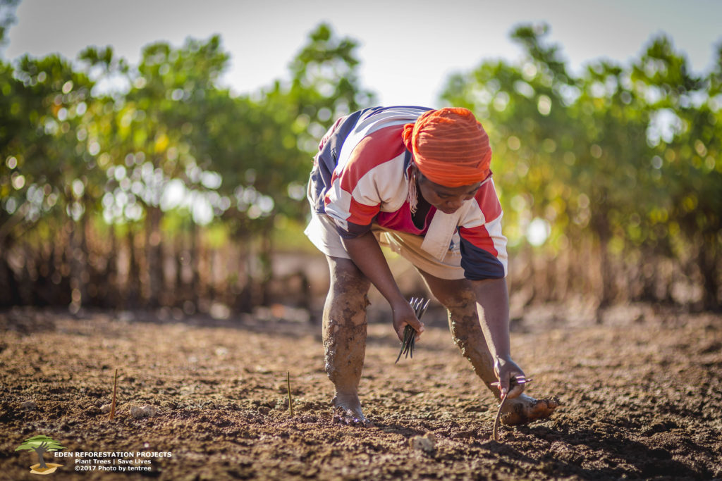 Madagascar-Plantation-arbre-reboisement