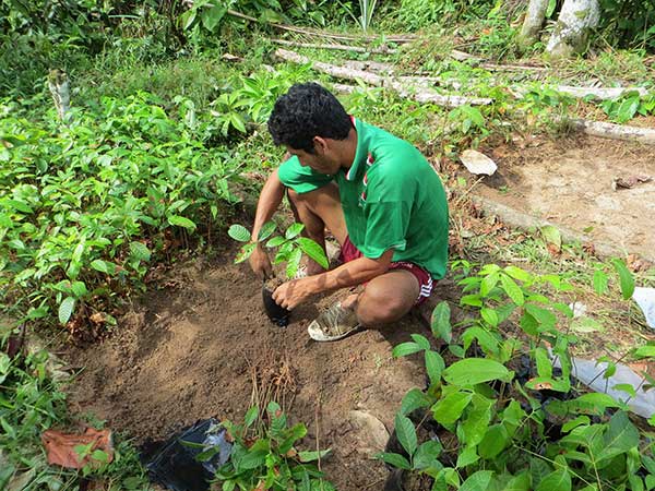 Plantation-reboisement - Colombie.jpg