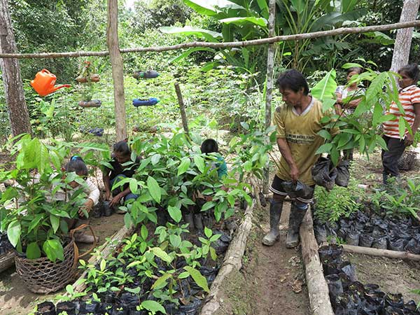 Tree-nursery-Colombia.jpg