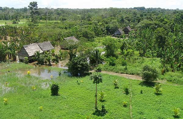 Projet de reforestation - Colombie                                