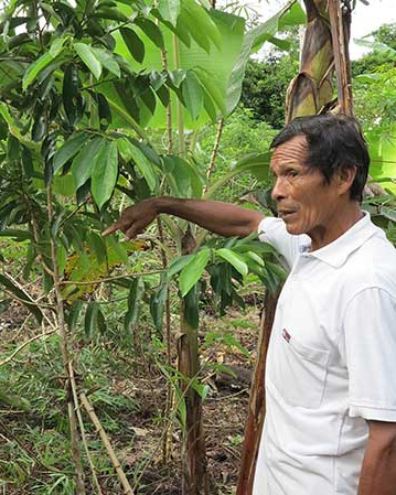 Arbre_planté_Colombie