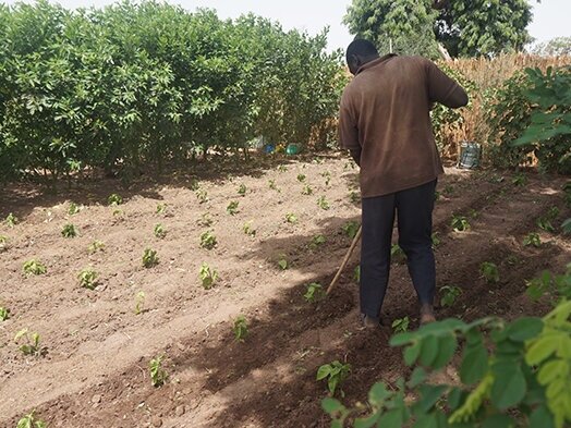 plantation d'arbres et action climatique                                