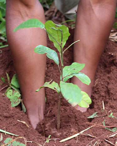 arbre pour un climat à nouveau sûr