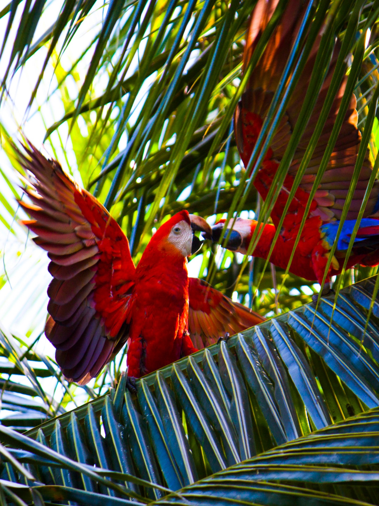 Costa Rica /  Voyage humanitaire