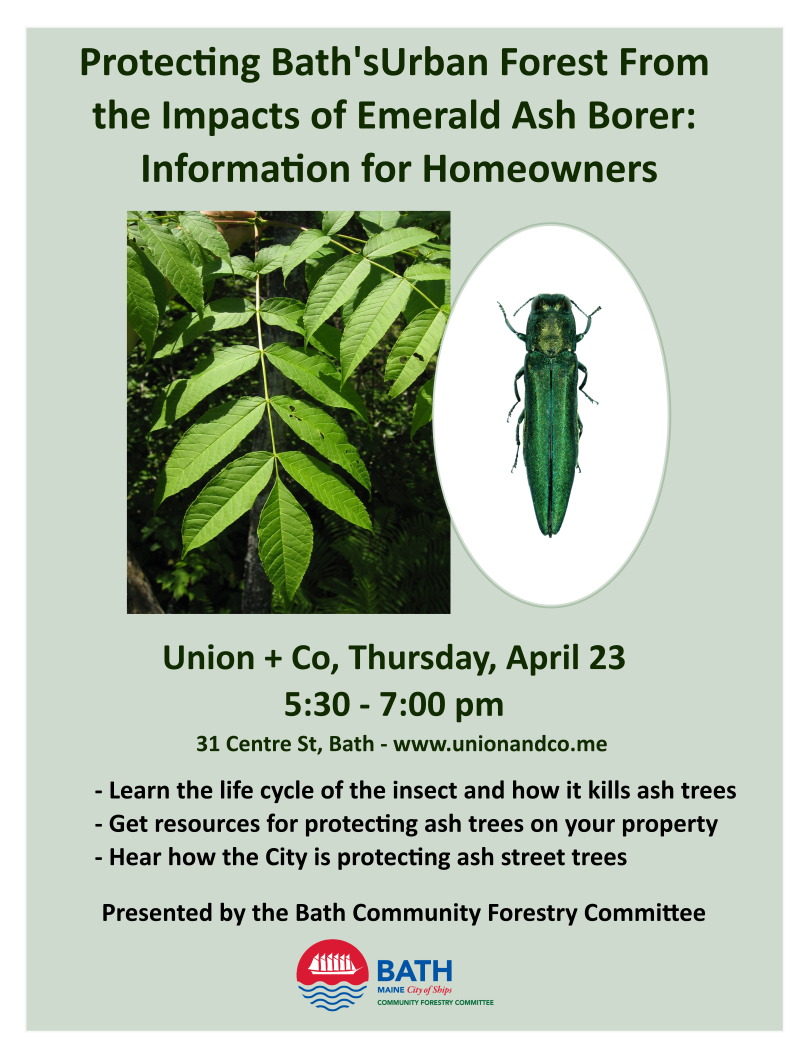 Protecting Bath’s Urban Forests from the Impacts of Emerald Ash Borer