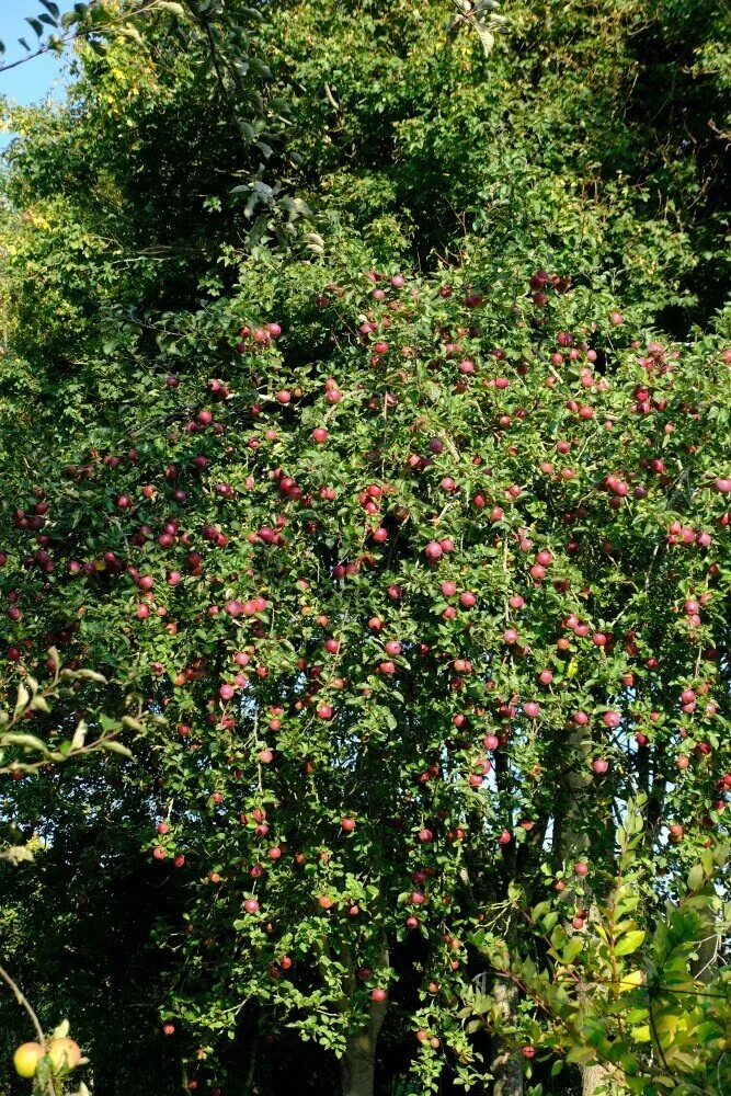 Tips And Advice Monty Don