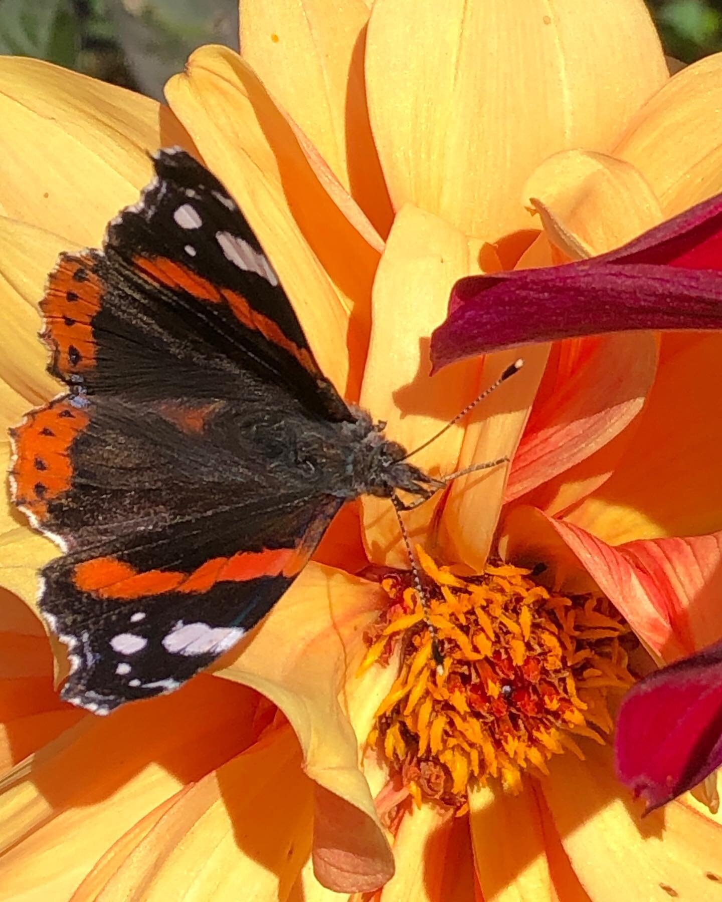 Red Admiral feeding on nectar from &lsquo;David Howard&rsquo; dahlia