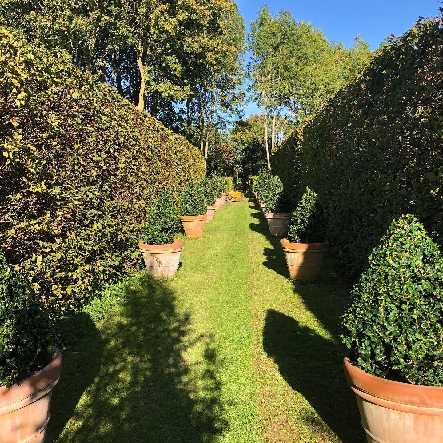 I clipped the box cones in the Cricket Pitch in yesterday&rsquo;s glorious sunshine.