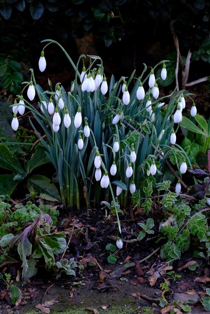 Featured image of post January Garden Images : Download the perfect zen garden pictures.