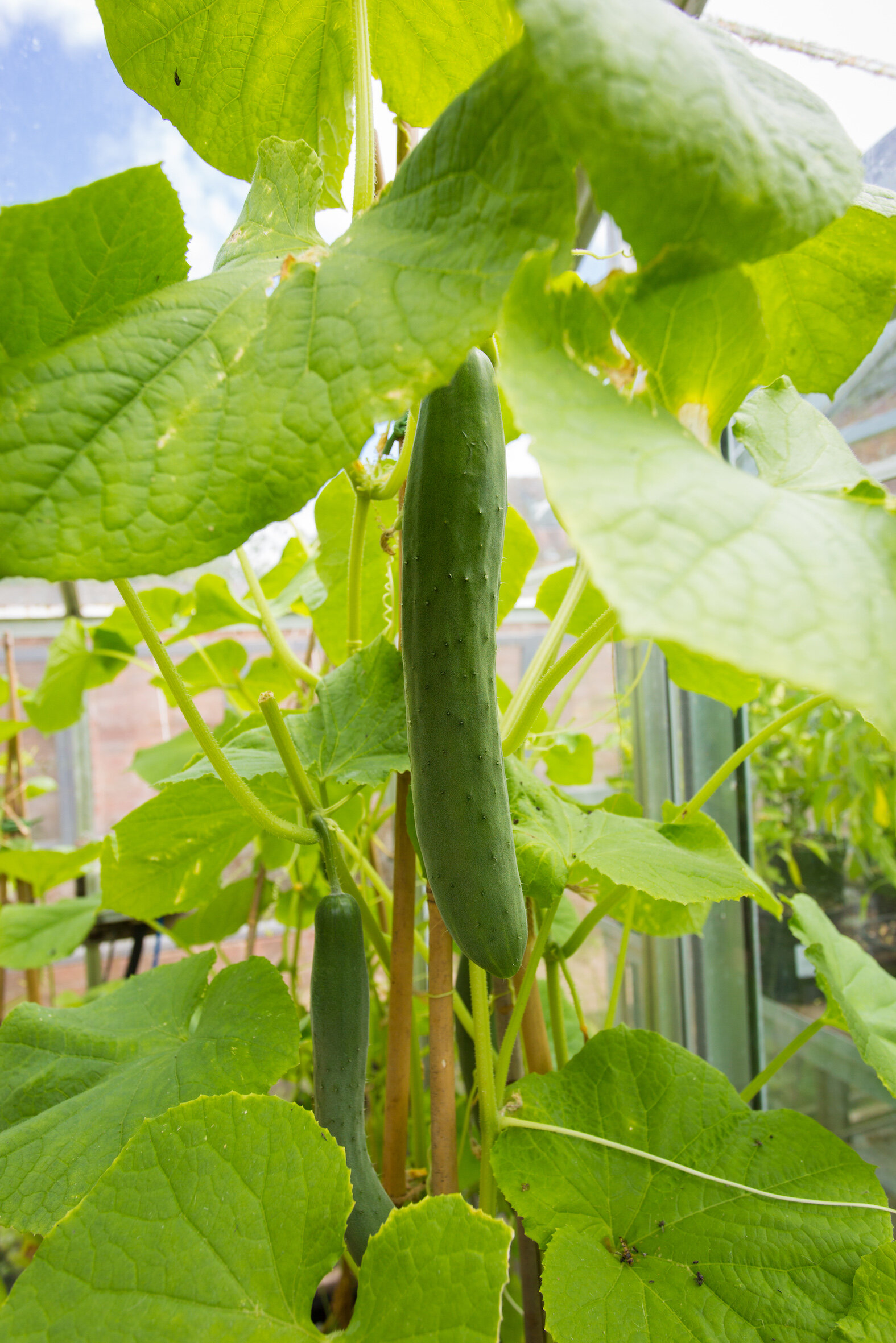 July_TheGreenHouse_Cucumbers-2.jpg