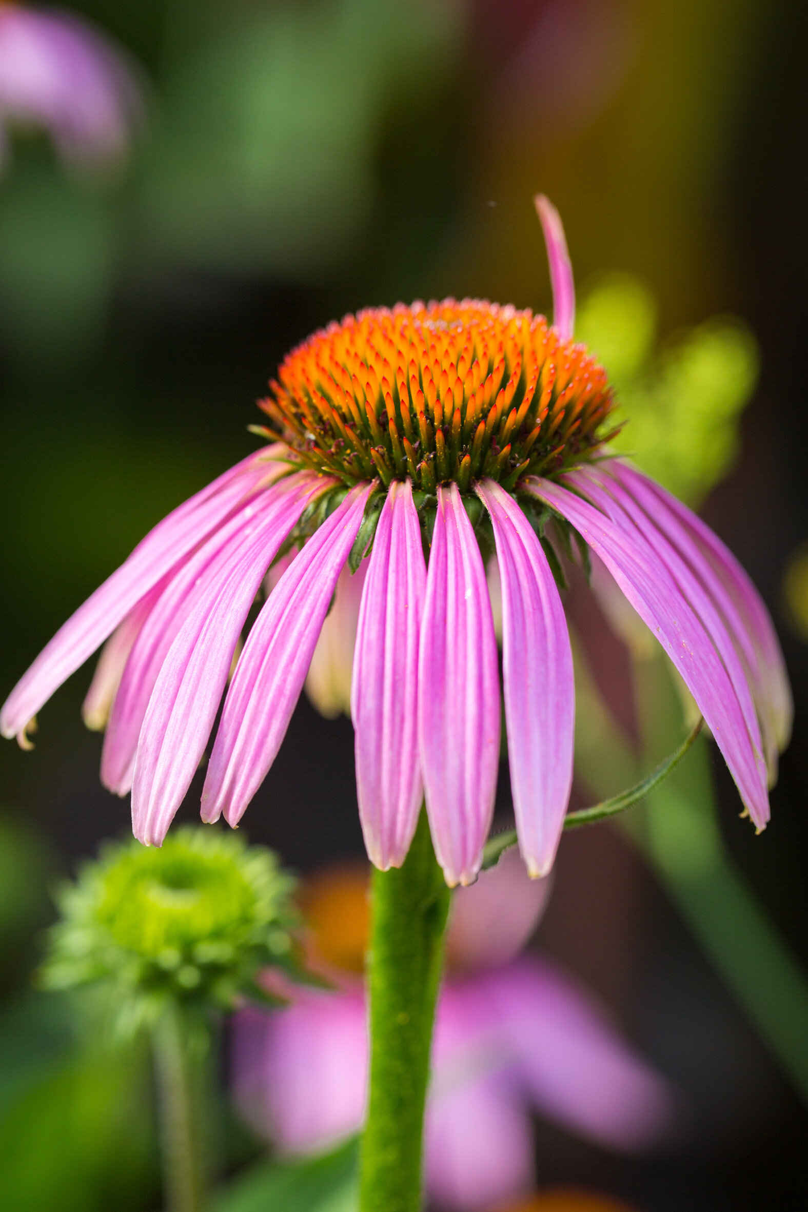 July_TheJewelGarden_ConeFlower.jpg