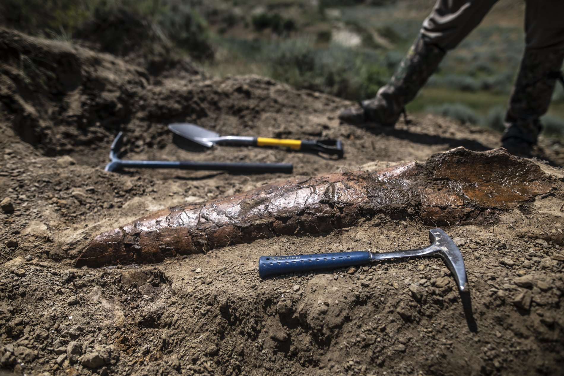 Dinoland, Dieuwertje Bravenboer-9.jpg