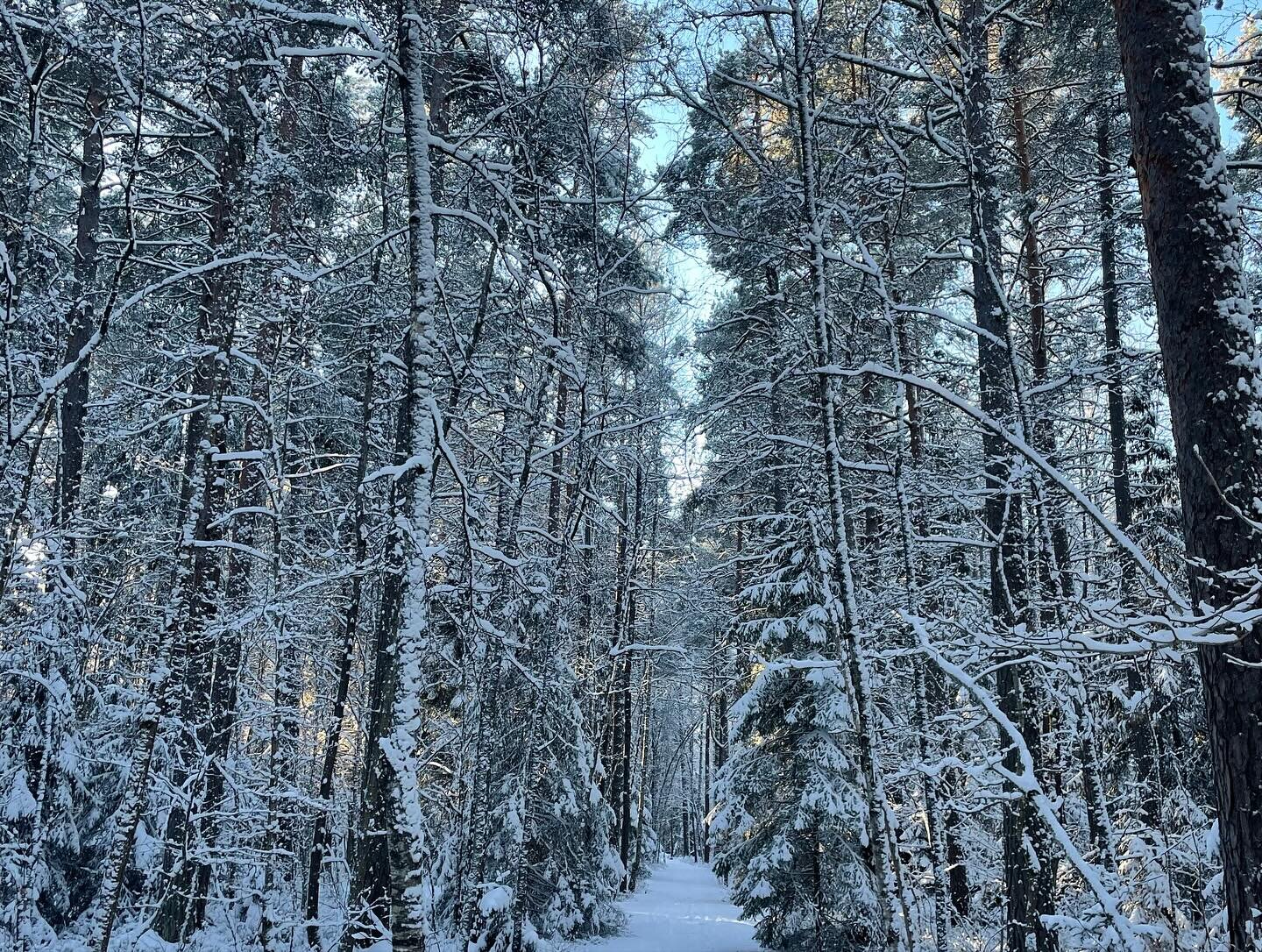 N&auml;r naturen bjuder p&aring; sol och sn&ouml; f&aring;r promenaden bli mitt p&aring; dagen, s&aring; vackert ⛄️☀️❄️