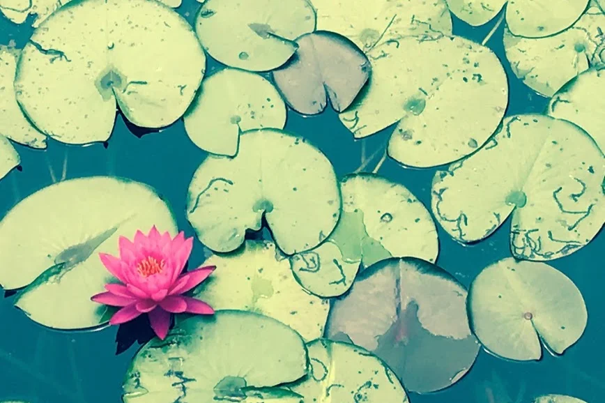 lilypads.jpg