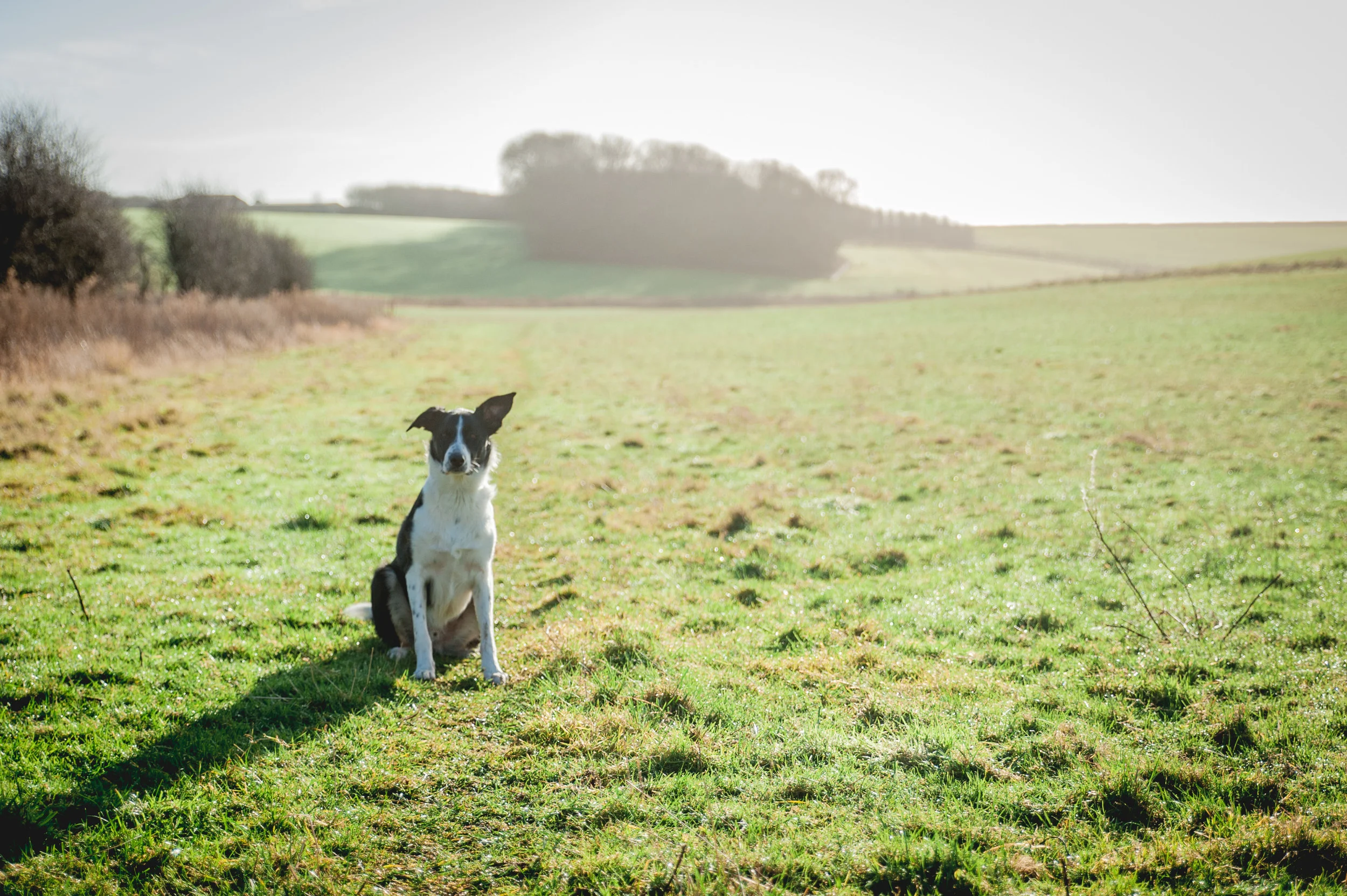 Chip - My 3 year old Border Collie. Had anxiety and reactive issues.