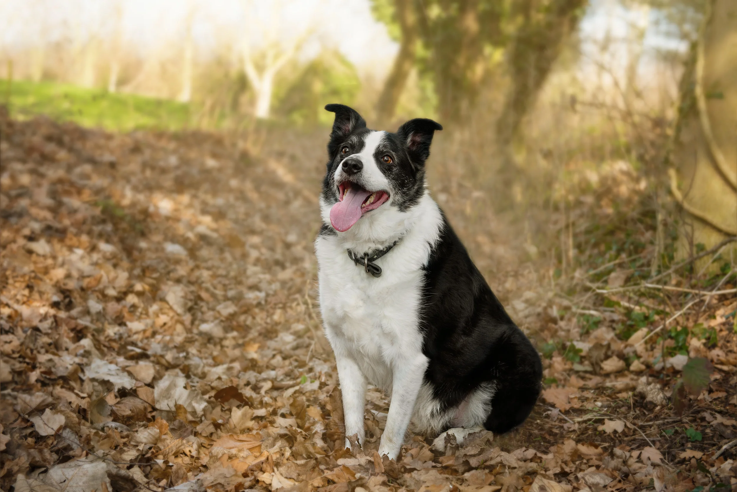Archie - 10 years old. The dog that stole my heart and started off a journey that I am so grateful for.