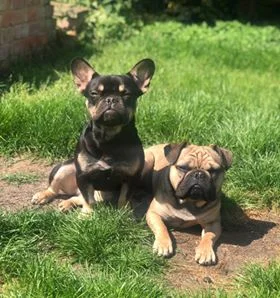 Hank & Vinnie