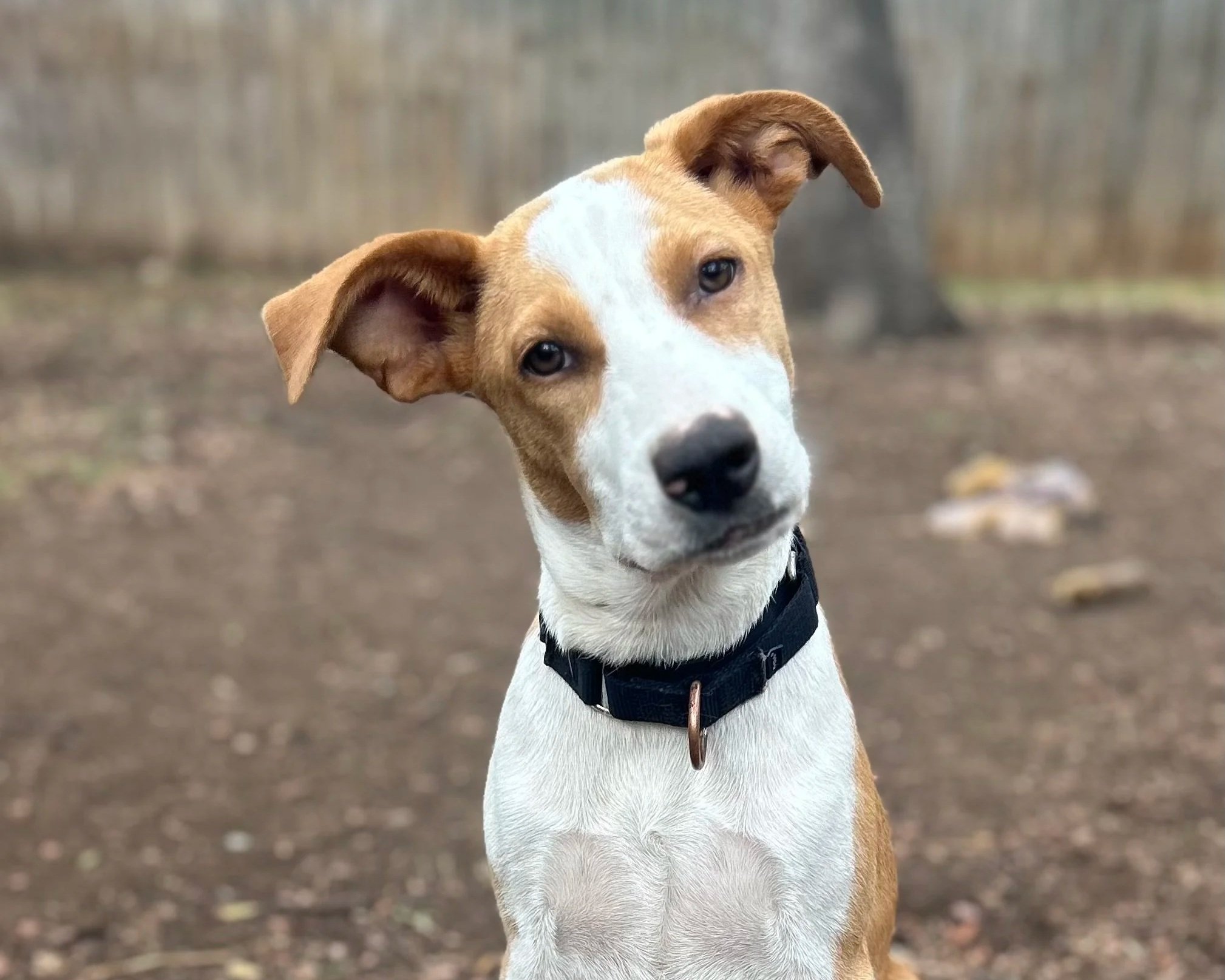 Cider- Adopted