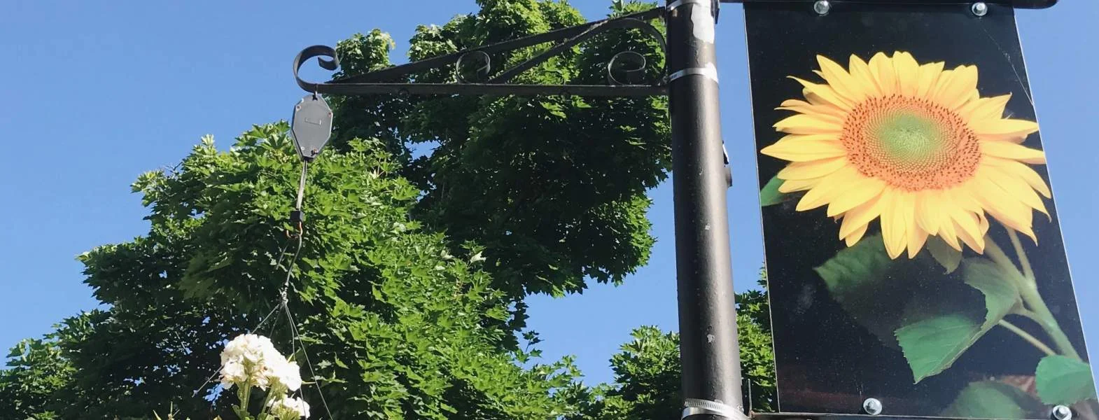 16th Street is Blooming, With The Support of Dedicated Neighbors and Lunenfeld Grants!