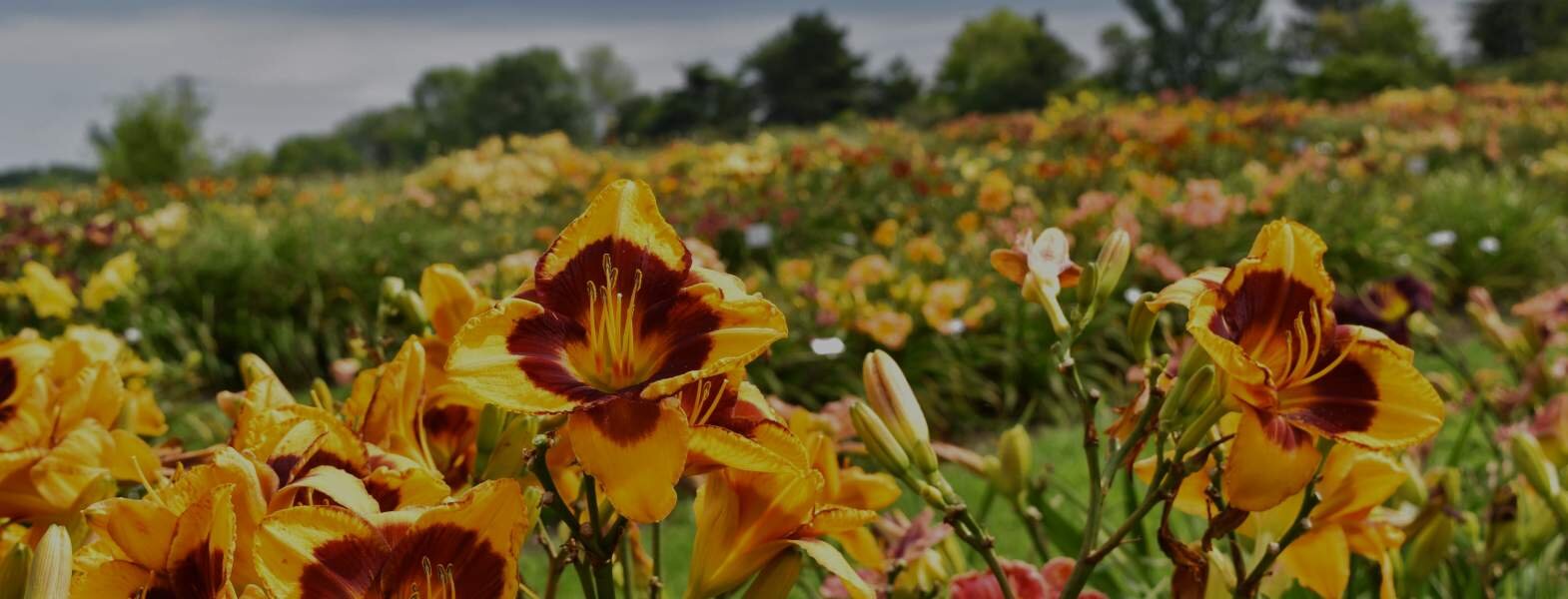 Horticultural Assets Press Kits