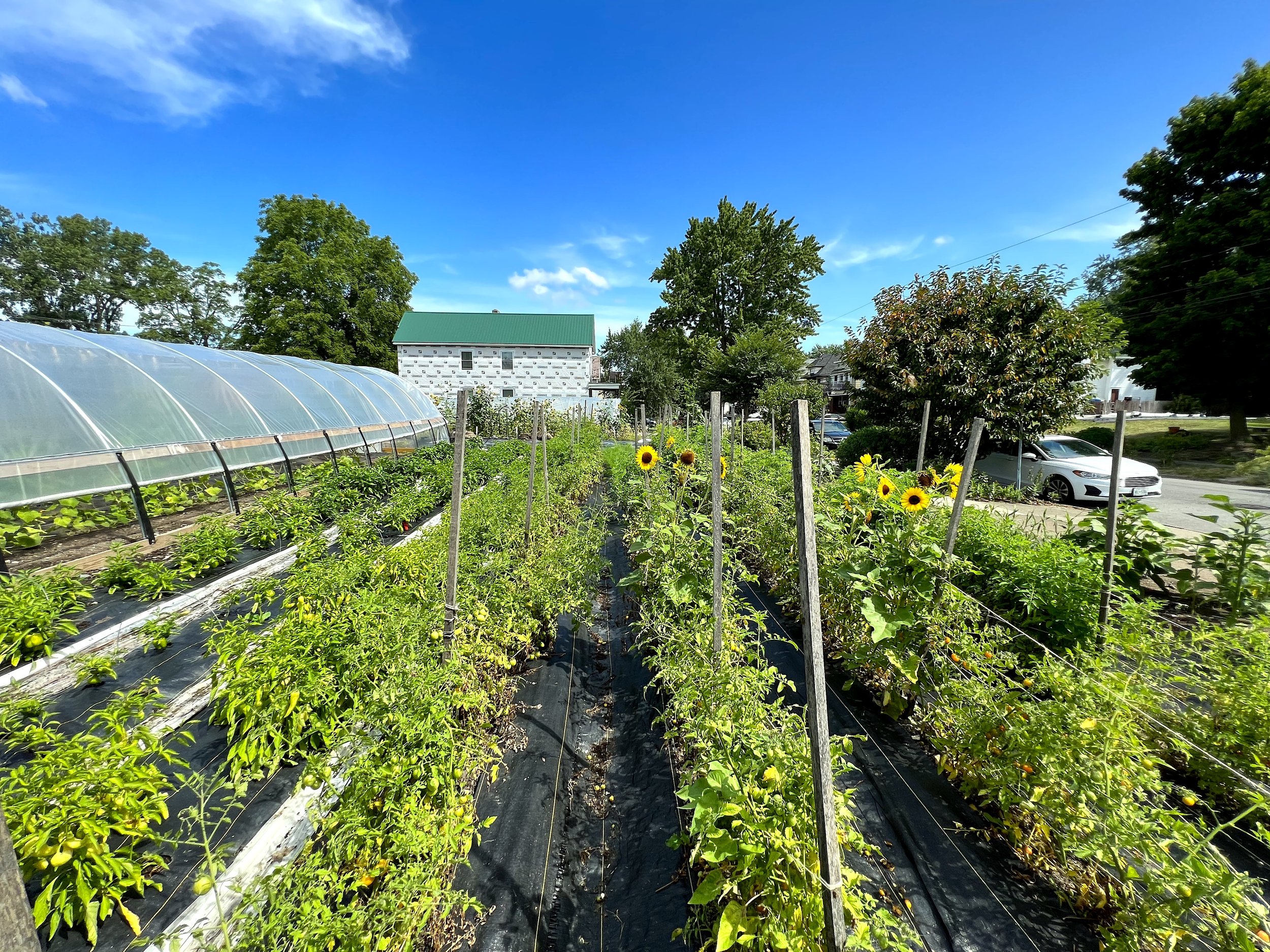 5 Loaves Farm 