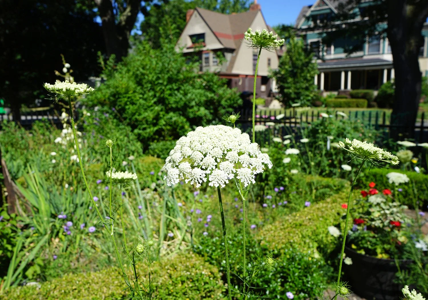 North Tonawanda Garden Walk