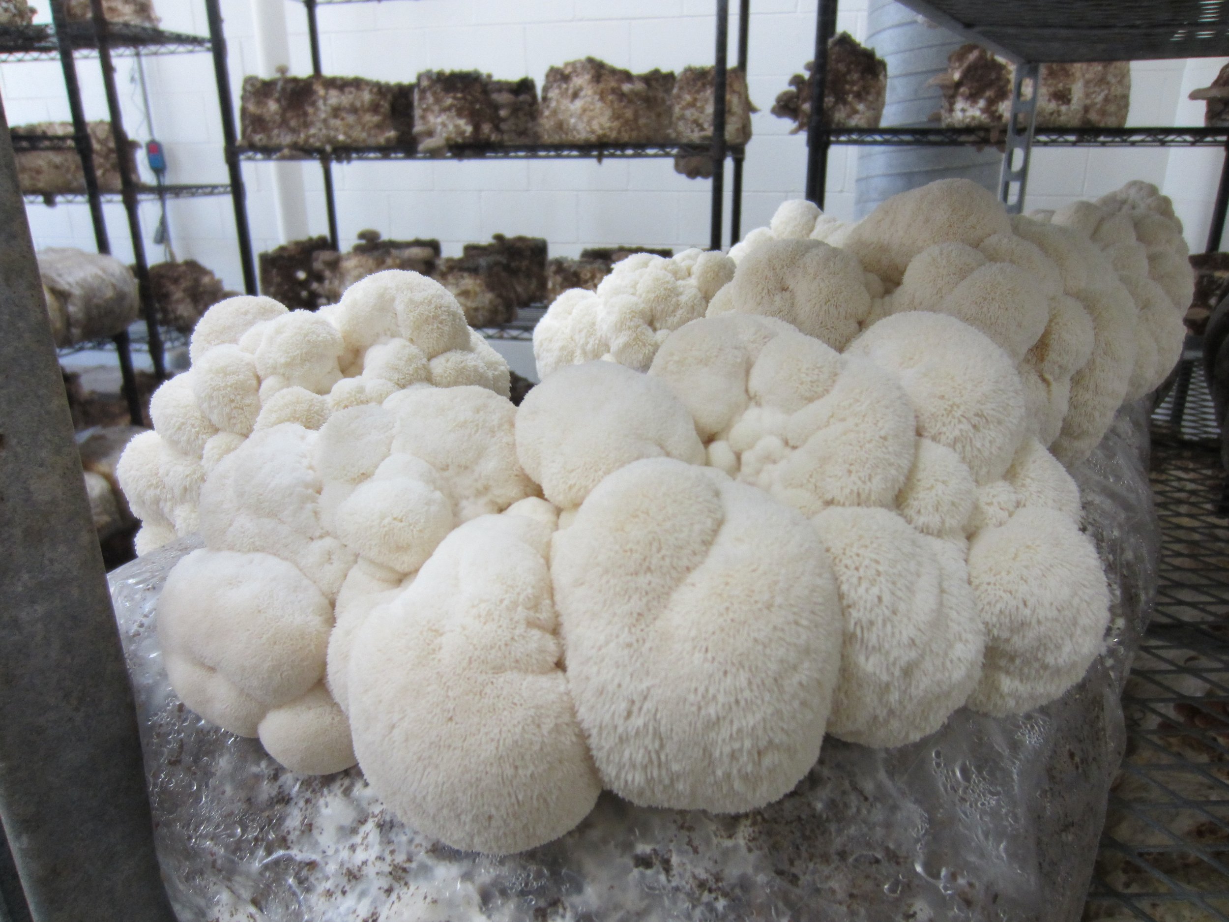 Flat 12 Mushrooms 