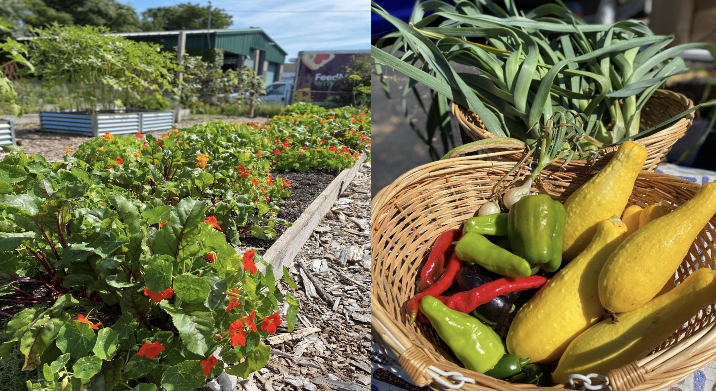 FeedMore WNY's Garden Project 