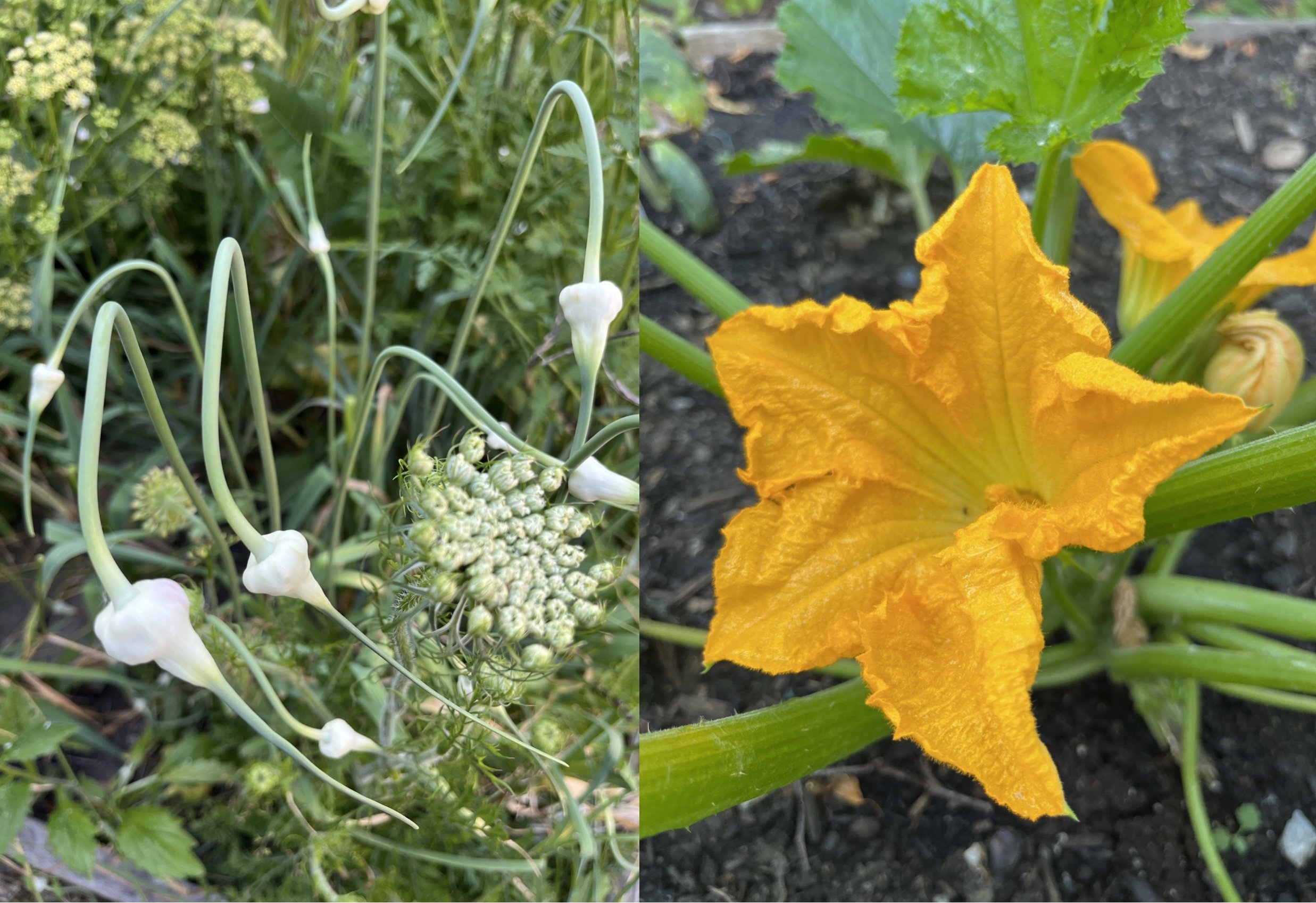 Big Big Table Garden  