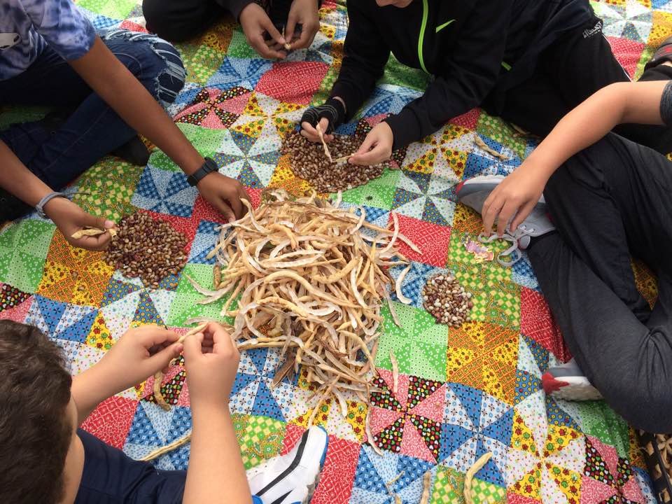 Pelion Outdoor Classroom Bean Harvest