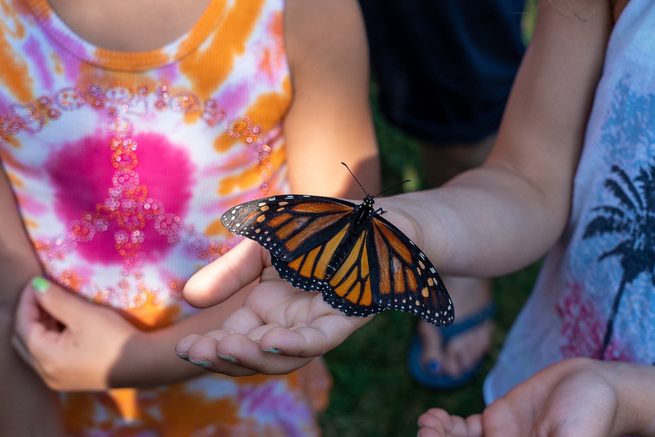 Bflo_garden_walk-00094.jpg