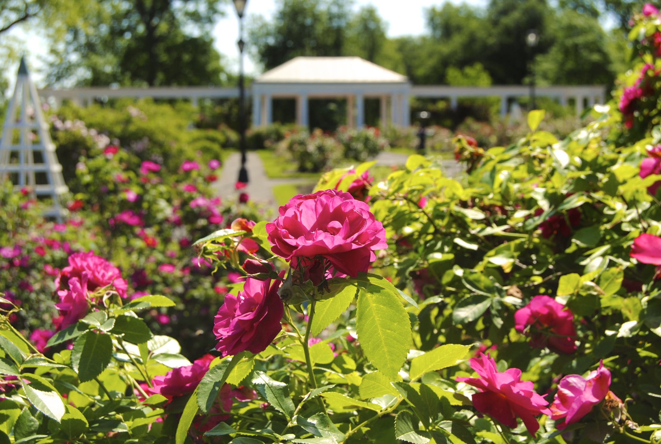 Delaware Park Rose Garden