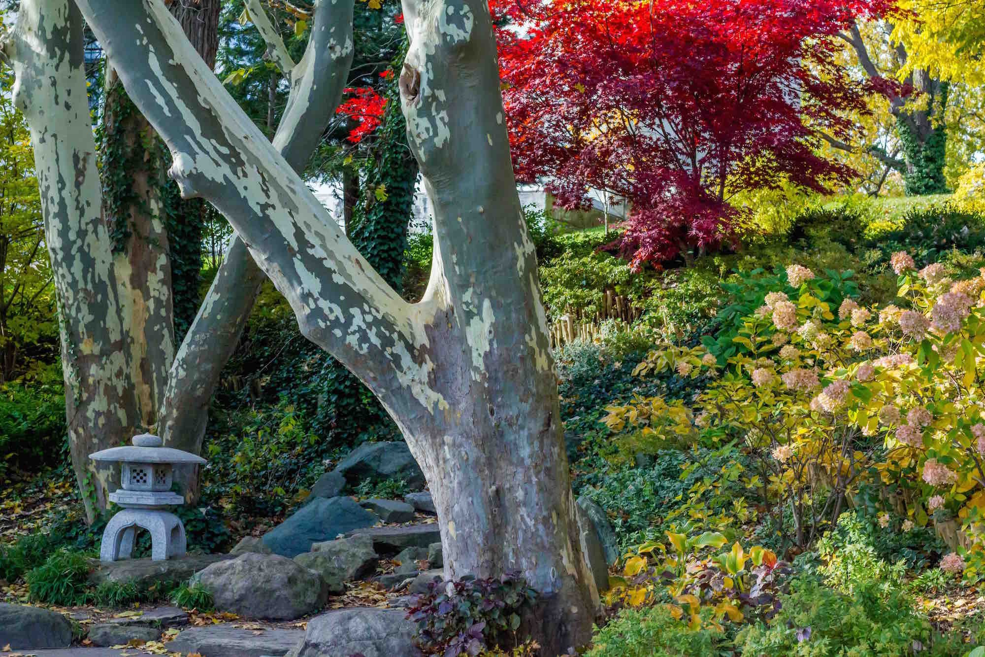 Japanese Garden in Delaware Park