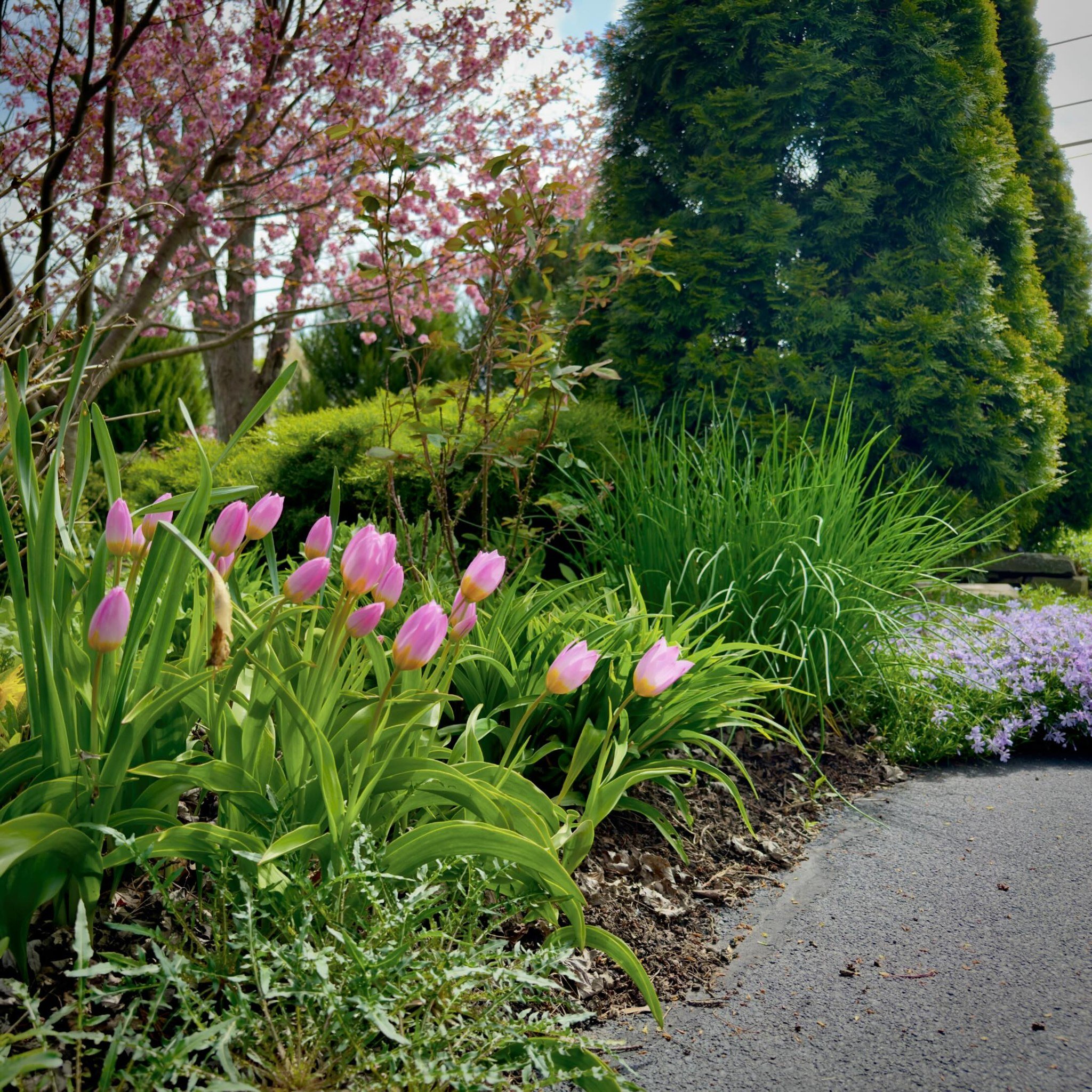 Did you know there are tulip varieties resistant to deer and bunnies? Tom, who opened his garden in Pendleton on Open Gardens WNY, shared this tip. Not only are they critter-resistant, but they also naturalize beautifully. Tom planted just three bulb