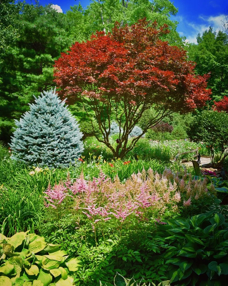 An Orchard Park garden on Open Gardens. Photo by Jim Charlier.