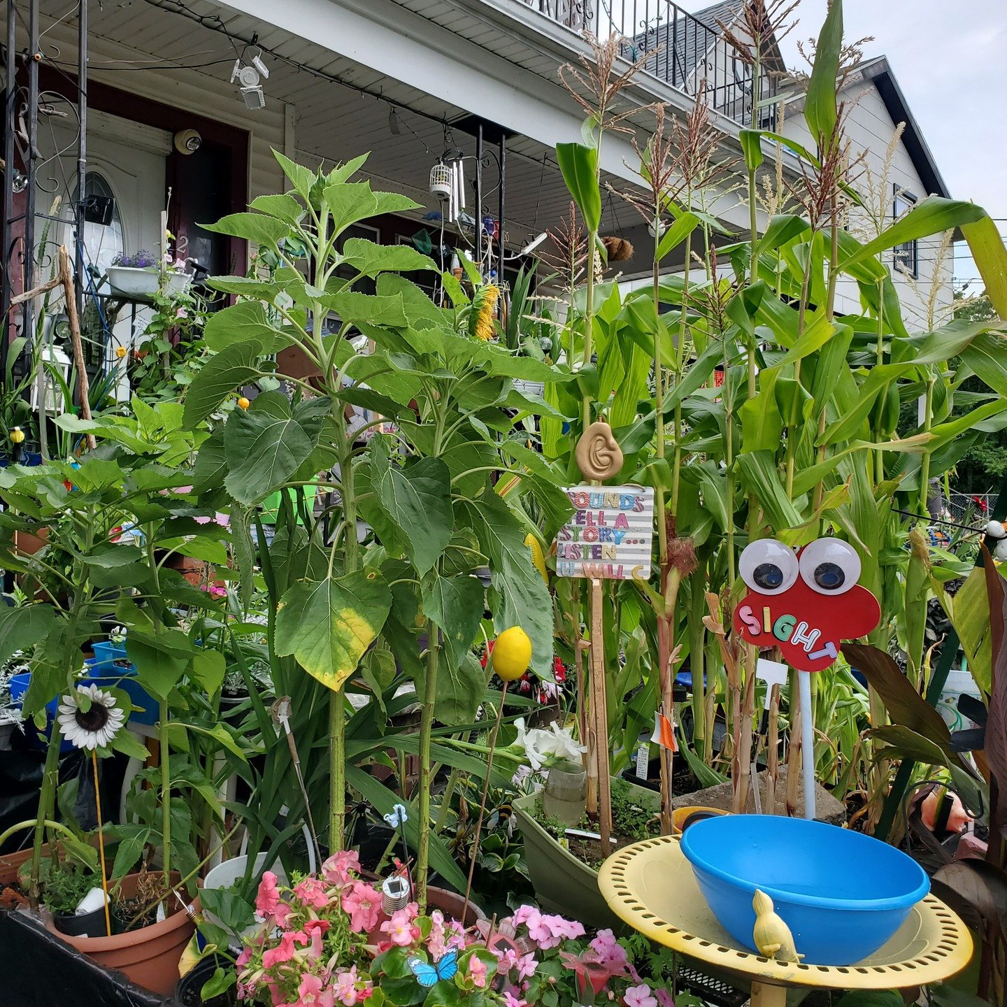 Help Buffalo bloom with color, connection, and community!

Our busiest season is almost here! Garden Art Sale, Conservation Day, Garden Walk Buffalo, East Side Garden Walk, Open Gardens WNY, and Urban Farm Day are right around the corner&mdash;and yo