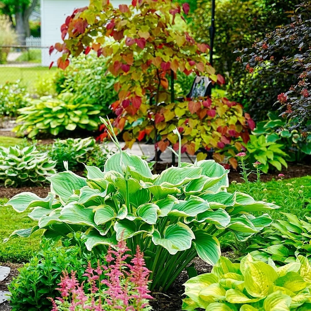 Open Gardens begins next week&mdash;you can visit more than 90 exceptional private gardens across Western New York throughout July. This is Katie&rsquo;s garden, a new addition to the program and part of a brand-new cluster in Lewiston, New York. Det