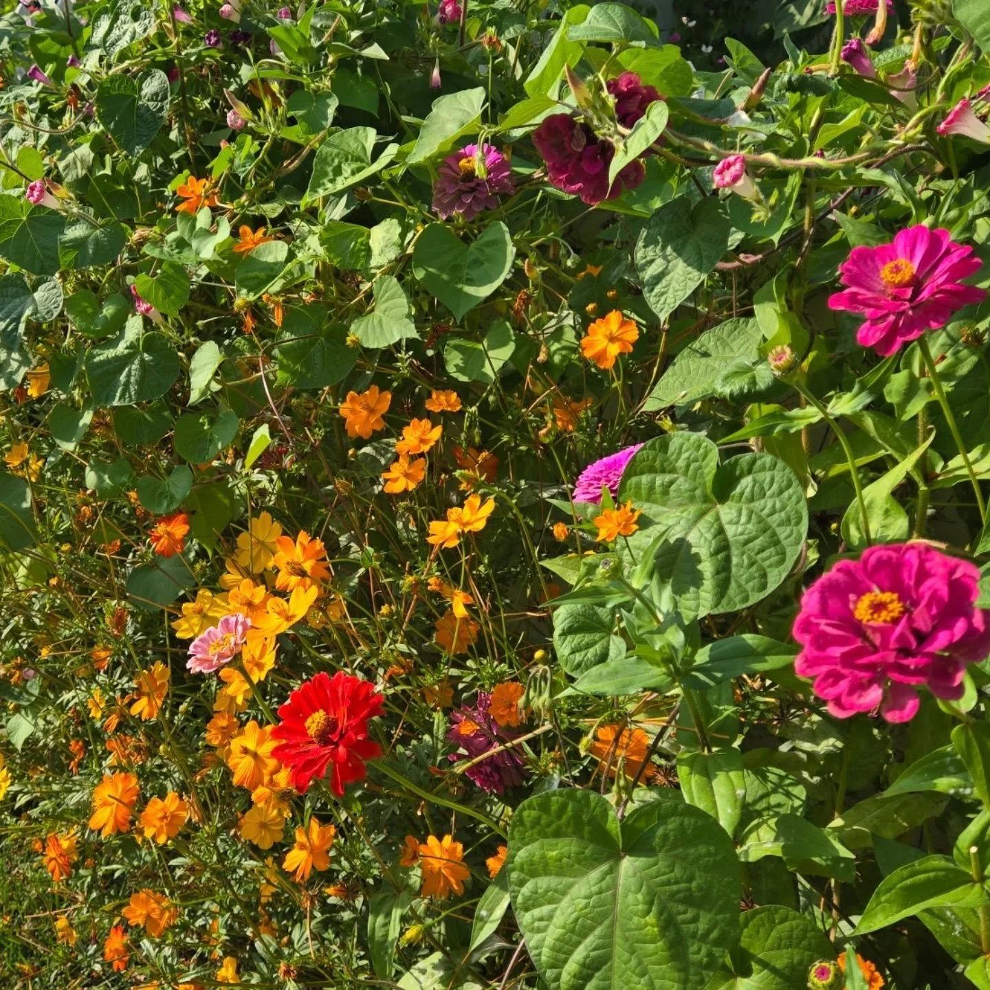 The flowers aren't done blooming yet! We stumbled  across these on W. Delevan.  Who loves fall flowers?
