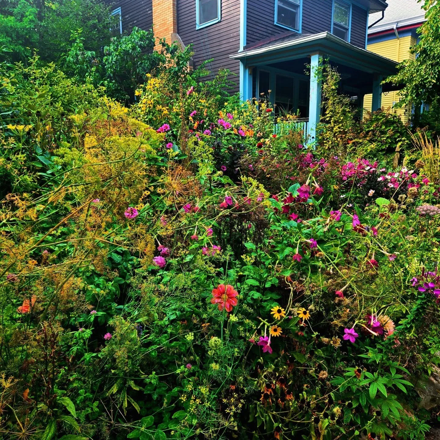 Ever wonder what mixing some native plants into your garden will do? Check out this native plant garden in the Elmwood village!  Colors and blooms keep looking good well into the fall!