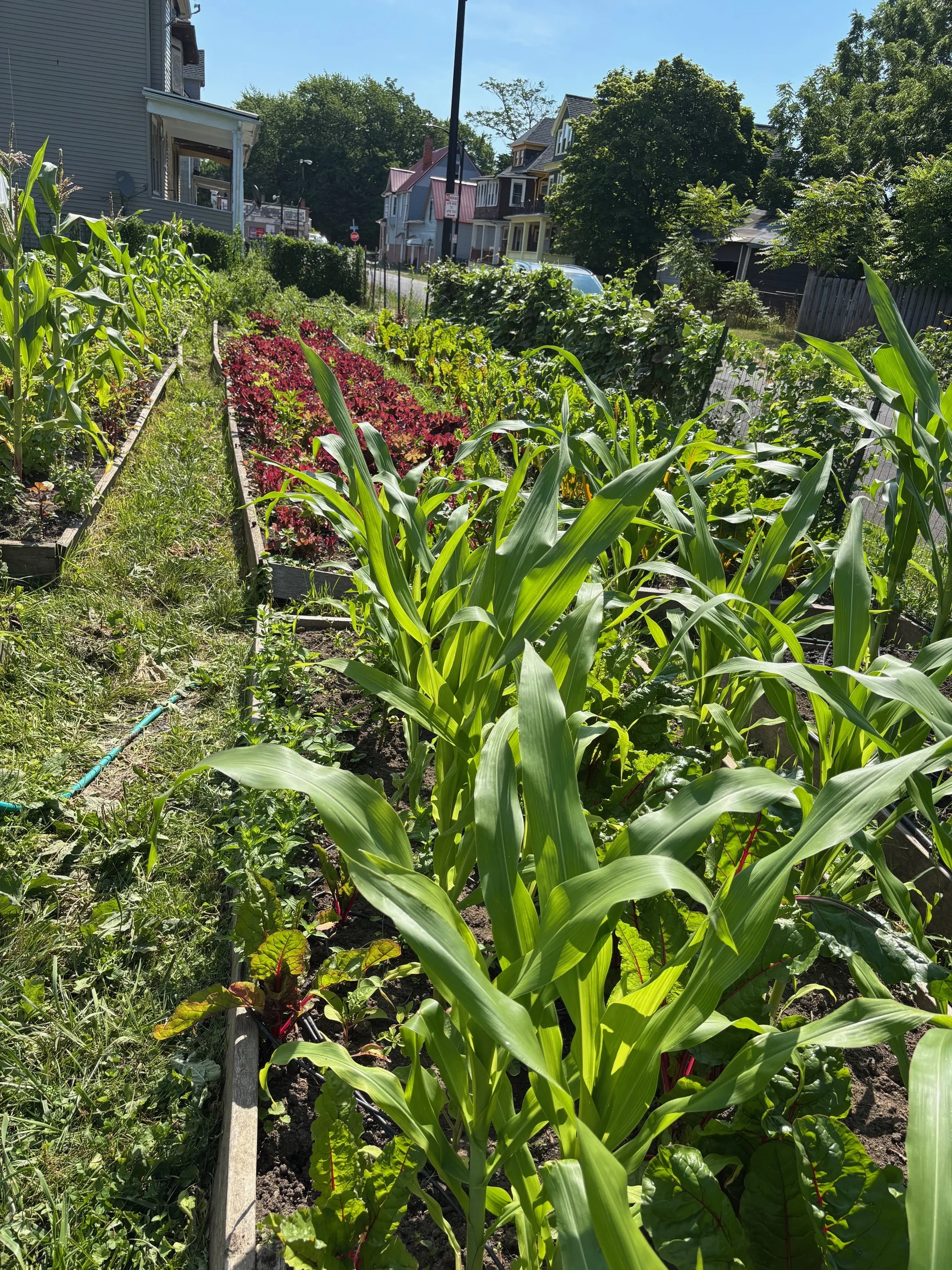 Brewster Street Farm
