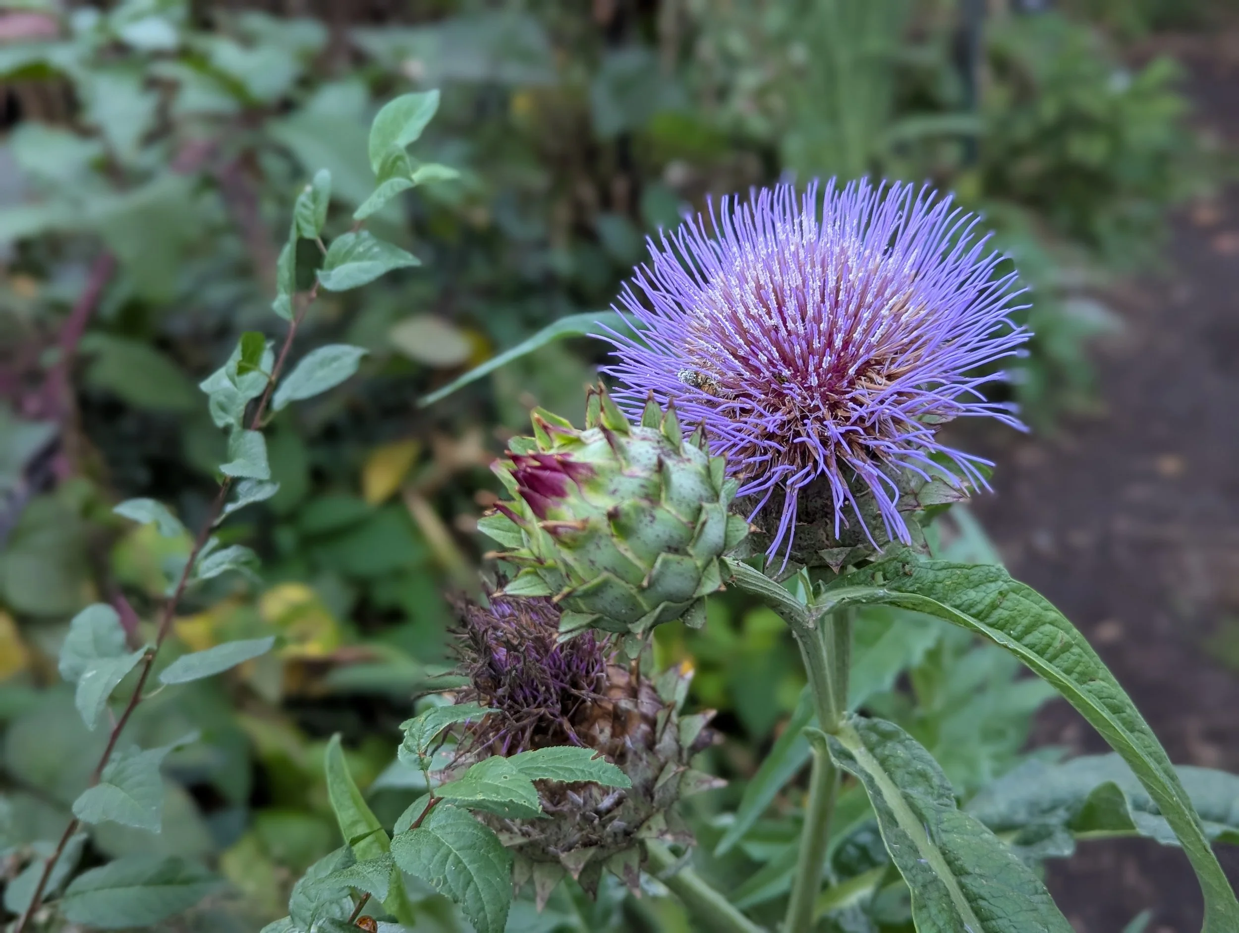 Briar + Bosk Forest Garden Nursery &amp; Bakery 