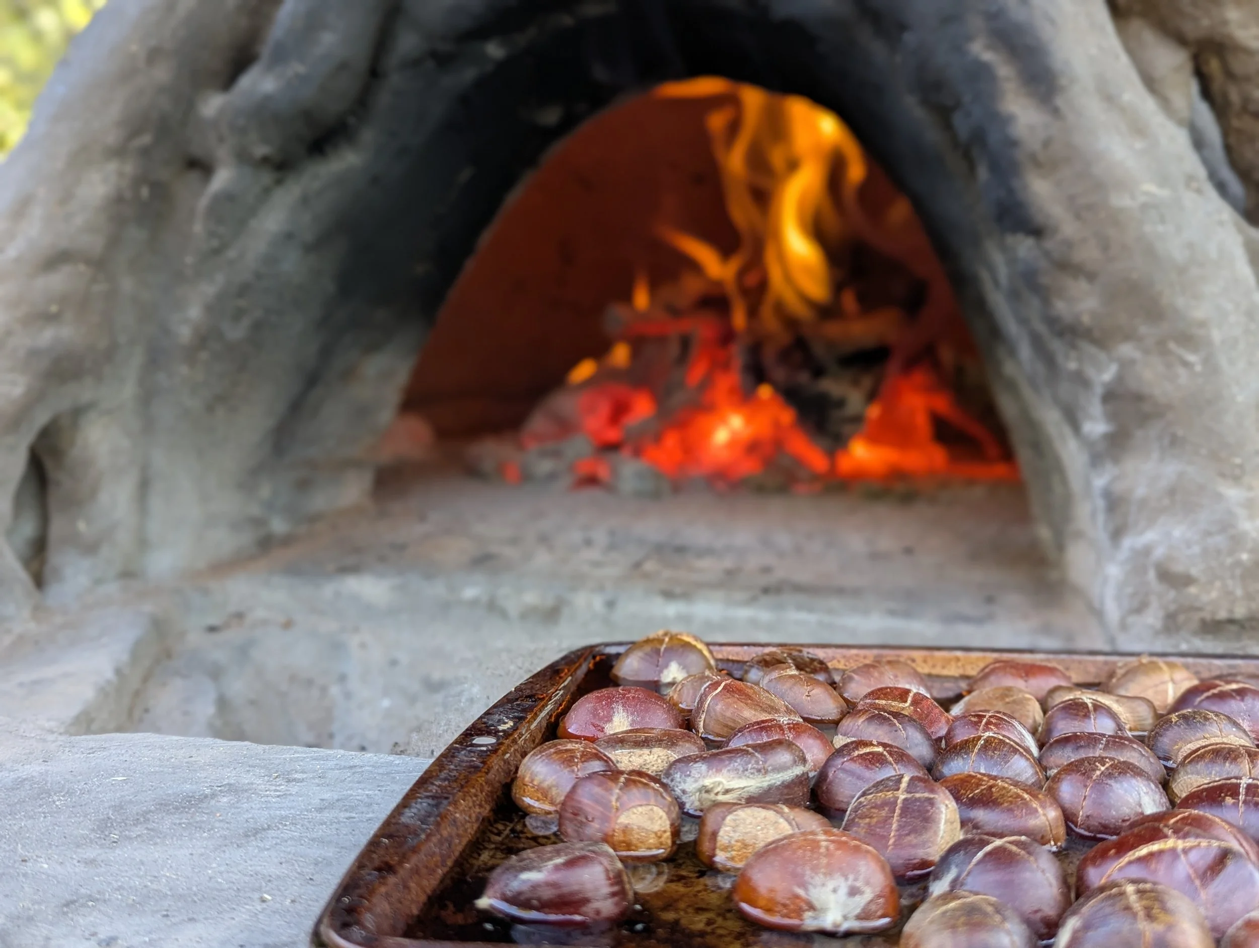 Briar + Bosk Forest Garden Nursery &amp; Bakery 