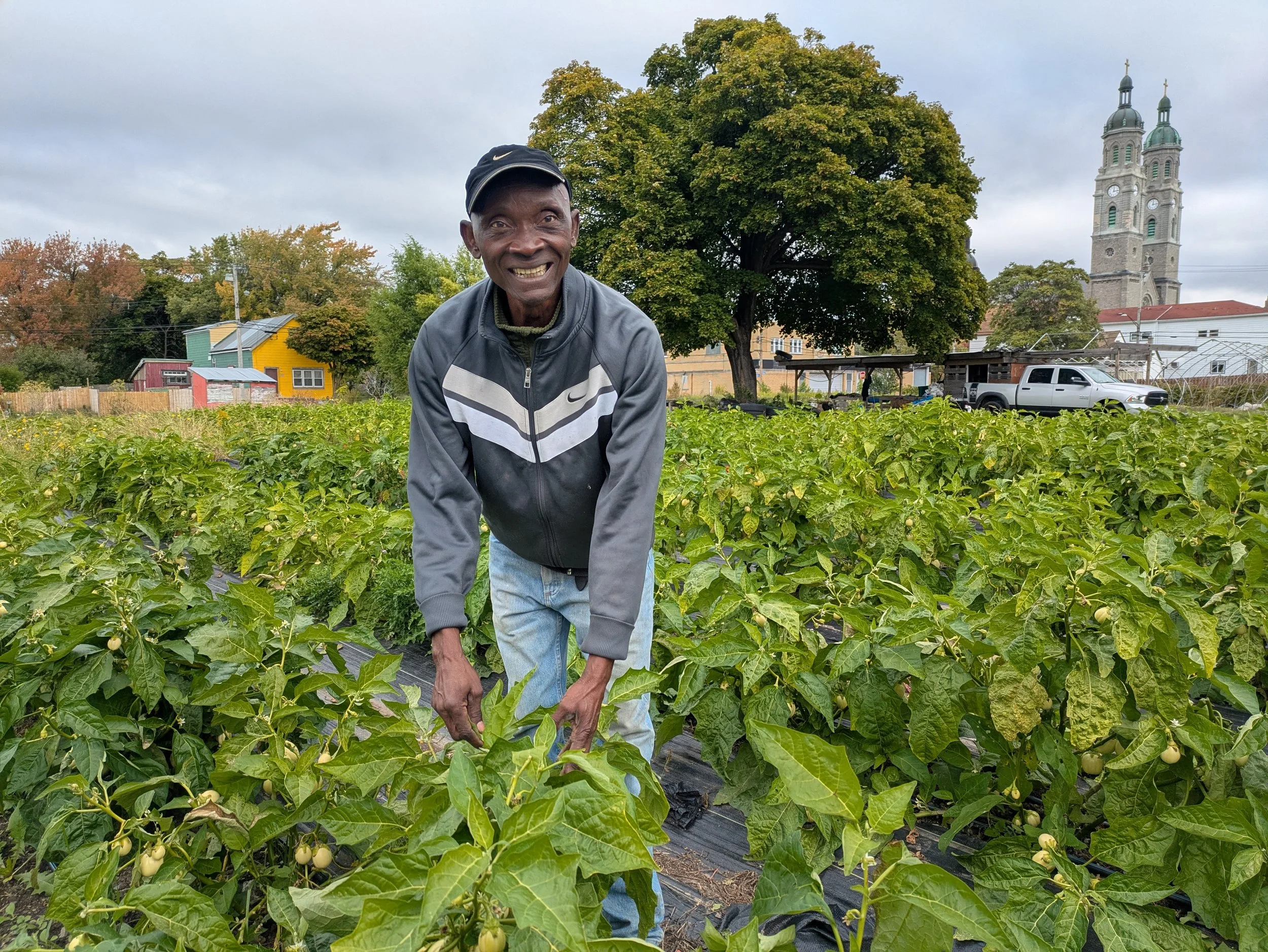 Kandolo at the Peckham Street Farm with his nyanya chungu (African eggplant)