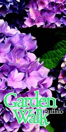 Garden Walk Buffalo Lapel Pin