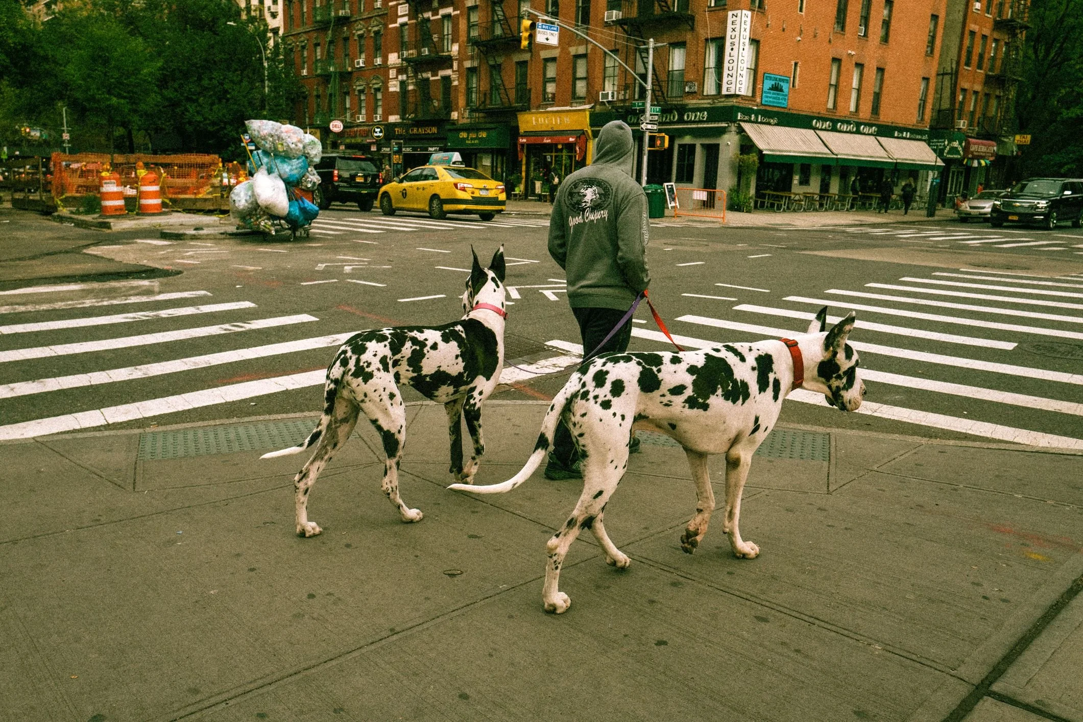 Big Dogs in the Big Apple