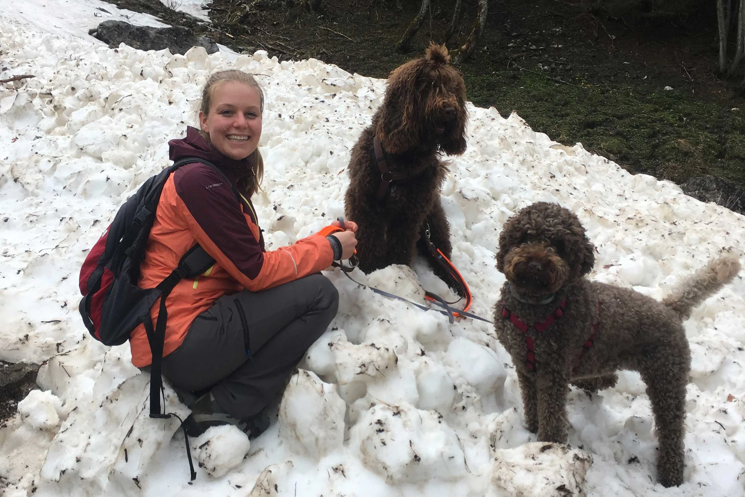 Charmant Barbet Barbet Zucht Österreich / Austria — Barbet Züchter