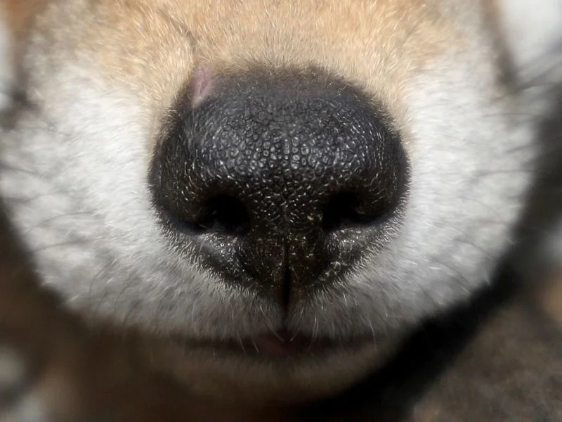 Letting The Thought Fox In