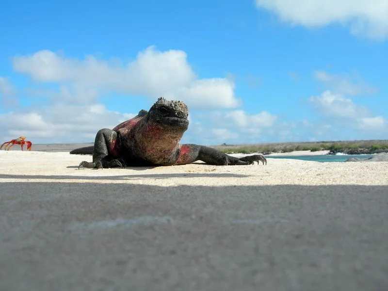 If... (A Compass For the Unknown Territory Ahead)