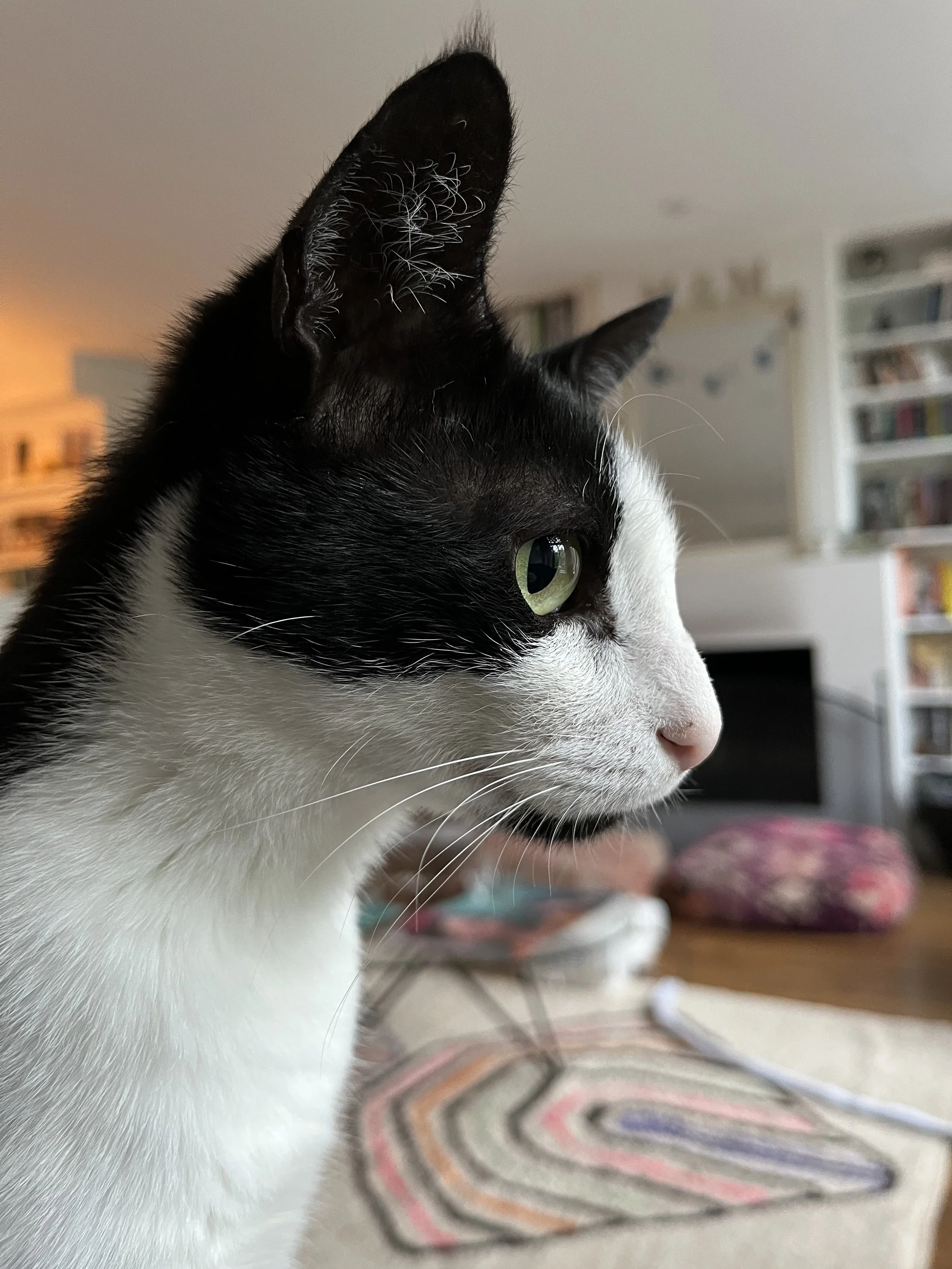 The strategic brilliance of cats